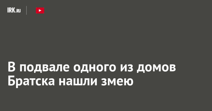 В подвале одного из домов Братска нашли змею
