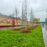 Более 700 деревьев высадят на Щелковском шоссе и ряде улиц на востоке Москвы
