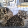 Котят дальневосточного лесного кота спасли в Приморье