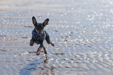 На что обратить внимание при выборе гостиницы домашнему питомцу