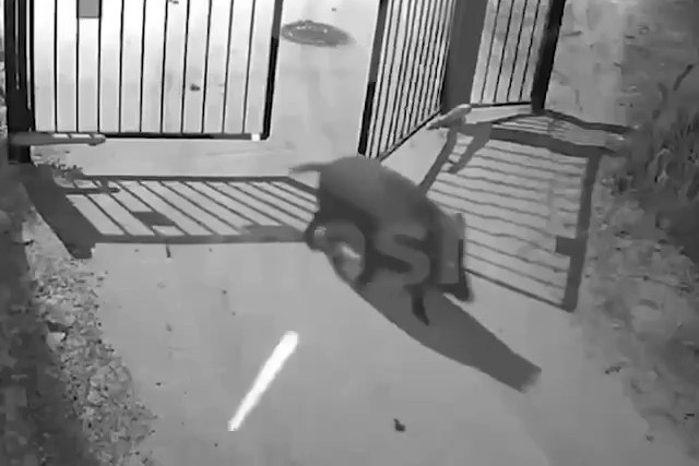 Количество диких кабанов на улицах Москвы заметно увеличилось