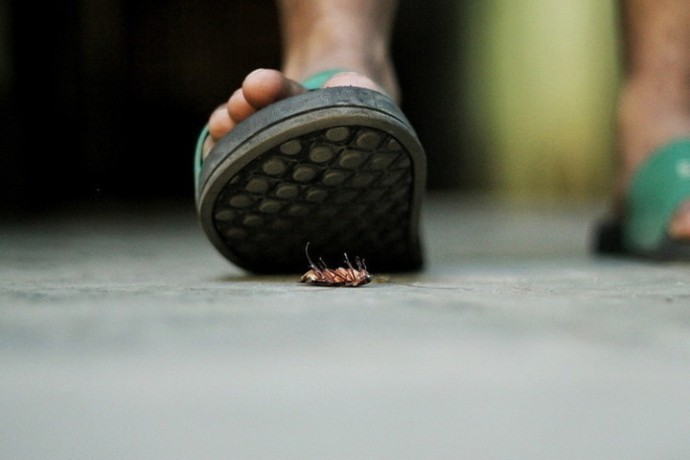 Назван ТОП-10 существ, которые переживут ядерную войну Назван ТОП-10 существ, которые переживут ядерную войну