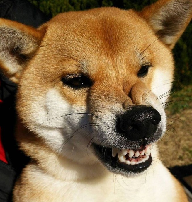 Собака напала на ребёнка во Владивостоке: для возбуждения дела понадобилось меньше суток. И два месяца Собака напала на ребёнка во Владивостоке: для возбуждения дела понадобилось меньше суток. И два месяца