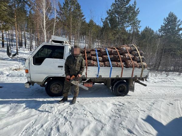 Житель Бурятии незаконно срубил деревья почти на 400 тысяч