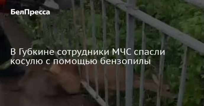 В Губкине сотрудники МЧС спасли косулю с помощью бензопилы
