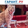 Штрафы для цирков за жестокое обращение с животными предложили повысить