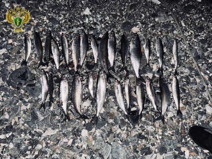 Жителя Бурятии осудили за 27 омулей