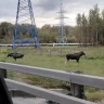 Двух лосей заметили у МКАД возле Измайлово