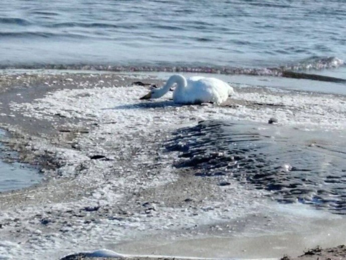 Один лебедь против зимы: как приморское село пытается спасти редкую птицу Один лебедь против зимы: как приморское село пытается спасти редкую птицу