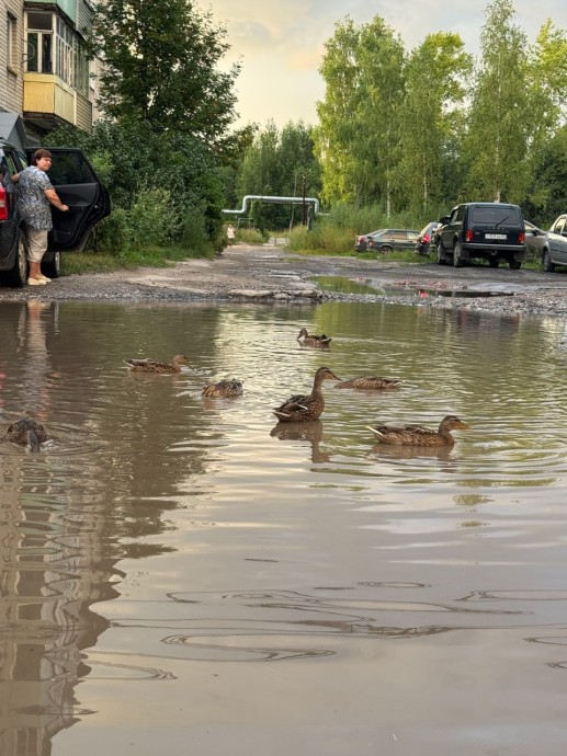 Уткам на радость: знаменитую лужищу на костромской дороге засыплют только в следующем году