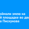 Дети поймали змею на игровой площадке во дворе дома на Пискунова
