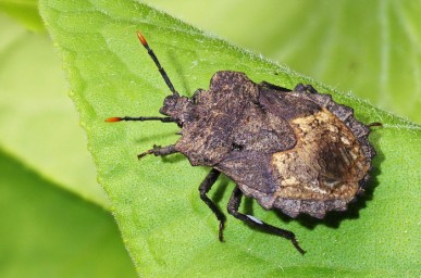 Грибная защита