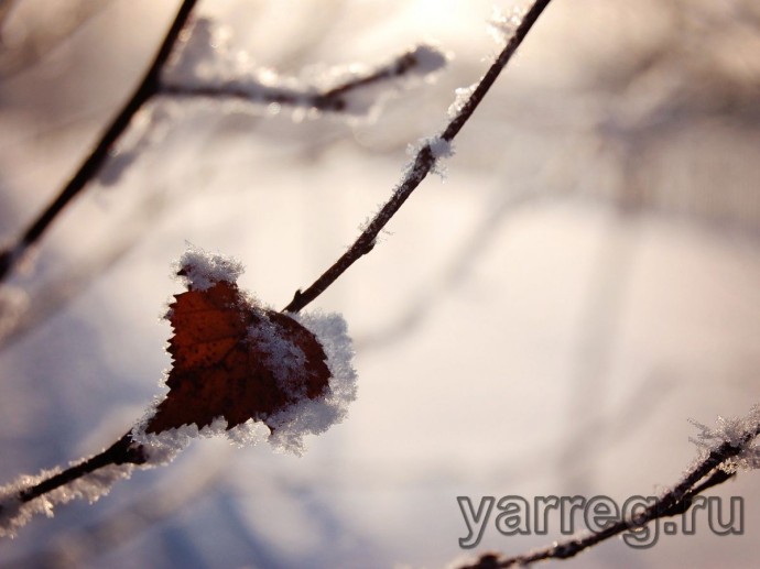 В Ярославской области на этой неделе выпадет снег В Ярославской области на этой неделе выпадет снег