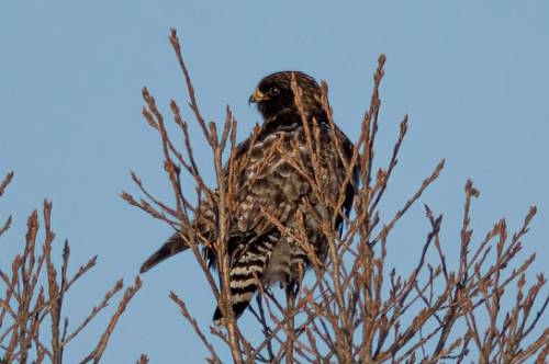 Мохноногого канюка черного цвета встретили в Амурской области