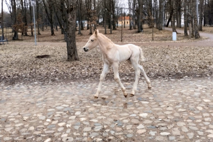 В новгородских «Витославлицах» теперь гуляет очаровательный жеребенок Борей