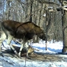 На дорогах Тульской области за год погибли более 170 животных