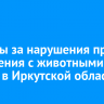 Штрафы за нарушения правил обращения с животными введут в Иркутской области