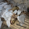 В одном из цехов Астрахани обнаружили 117 тонн сомнительной рыбы