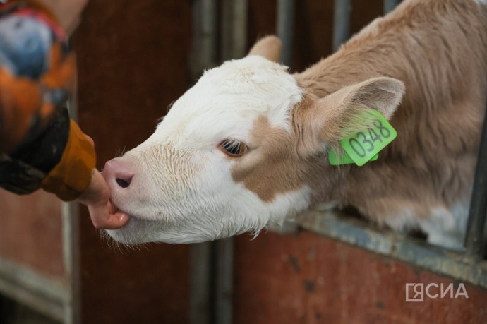 Финансирование сельского хозяйства в Якутии останется на прежнем уровне Финансирование сельского хозяйства в Якутии останется на прежнем уровне