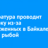 Прокуратура проводит проверку из-за обнаруженных в Байкале сетей с рыбой