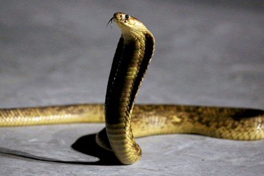 Подросток из Пушкино держал дома смертельно опасных экзотических змей