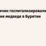 Двух мужчин госпитализировали после нападения медведя в Бурятии