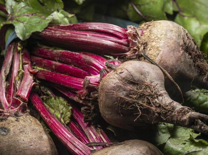 Посейте сейчас, пока земля не остыла: секрет посадки свеклы в первые заморозки — хруст обеспечен Посейте сейчас, пока земля не остыла: секрет посадки свеклы в первые заморозки — хруст обеспечен