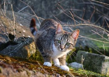 Скорпионы слегка собьются с курса, Девам лучше избегать незнакомцев