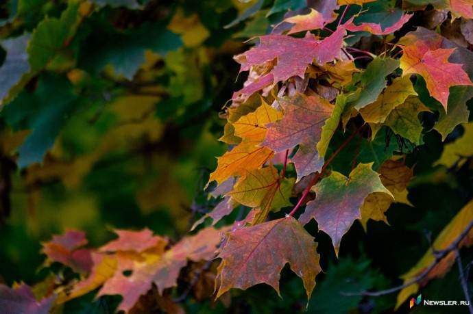 В Кировской области 19 ноября ожидается штормовой ветер В Кировской области 19 ноября ожидается штормовой ветер