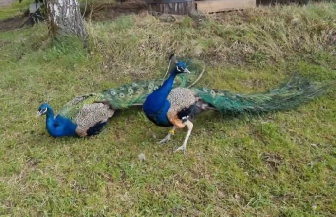 Павлинов в Ярославском зоопарке выпустили на самовыгул