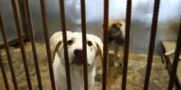 В Астрахани ищут подрядчика для умерщвления более 600 бродячих собак