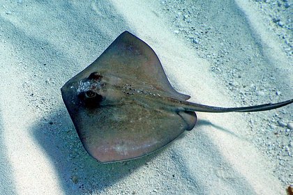 В реке поймали огромную рыбу весом 300 килограммов