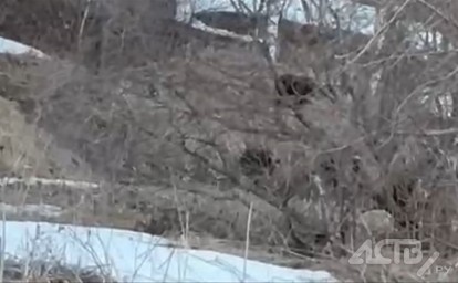 Медвежье семейство прогулялось около дома сахалинца — видео