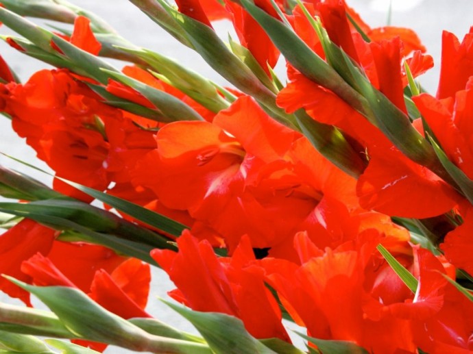 Один взгляд на луковицу — и всё ясно: как отличить живой посадочный материал от мертвеца Один взгляд на луковицу — и всё ясно: как отличить живой посадочный материал от мертвеца