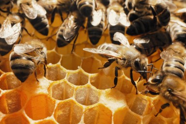 Германия — Ульи на крыше — тишина в парке