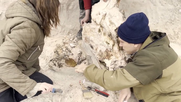 Древний дуб, который нашли в Ленобласти, отправят в Палеонтологический музей СПбГУ Древний дуб, который нашли в Ленобласти, отправят в Палеонтологический музей СПбГУ