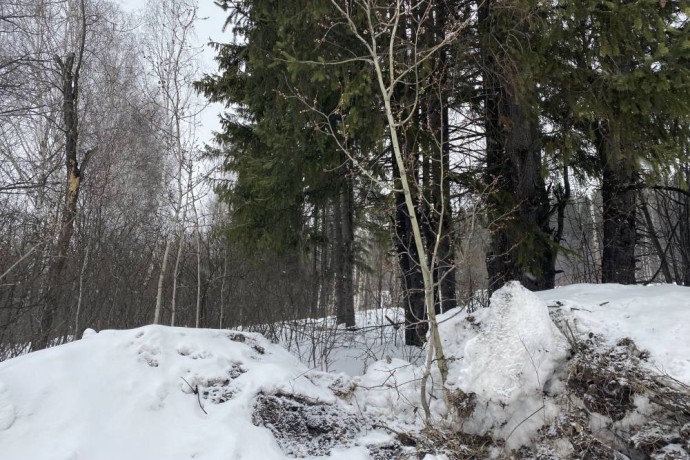 В Прикамье зарегистрировали 125 случаев укусов клещей с начала года