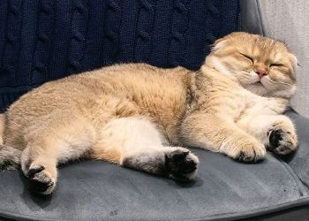 Стрельцам придется спешно исправлять чьи-то ошибки, Львы создадут шедевр