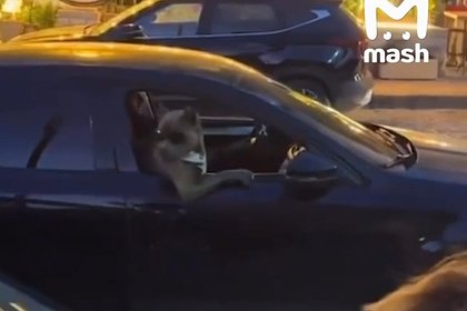 Пес в очках из российского города проехался на иномарке Пес в очках из российского города проехался на иномарке