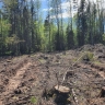 В Белохолуницком районе незаконно срубили лес