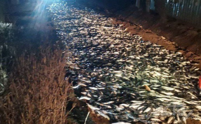 Рыбаки завалили селёдкой дачную дорогу на Сахалине