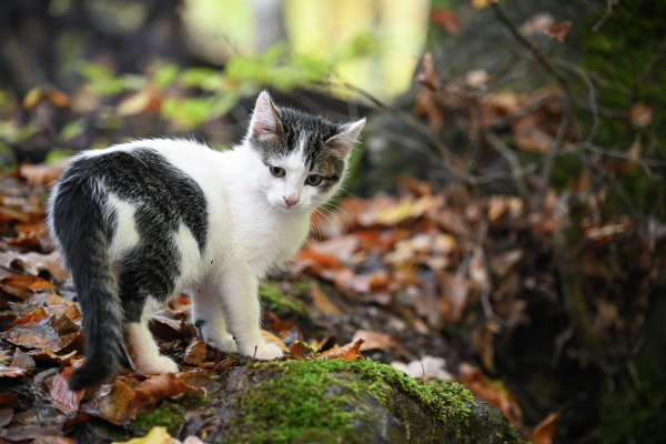 Московские ветеринары представили список самых необычных кличек кошек Московские ветеринары представили список самых необычных кличек кошек