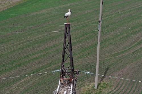 Популяция аистов в бассейне Амура снижается из-за низкой кормовой базы
