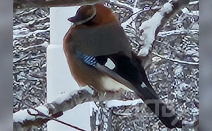 Редкую птичку заметили жители севера Сахалина