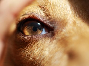 Контекст влияет на оценку эмоций собак человеком — учёные Холли Молинаро и Клайв Уинн