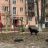 В Железнодорожном округе Курска бродячие собаки снова нападают на людей