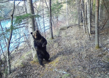 Кадры с фотоловушек представят на выставке в Благовещенске