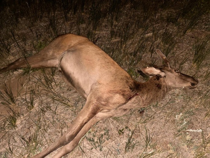 В Забайкалье ночью в лесу ловили браконьера В Забайкалье ночью в лесу ловили браконьера