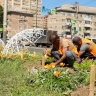 В Туле высадят более 230 тысяч цветов