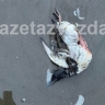 Мёртвых птиц обнаружили на побережье в Поронайском районе